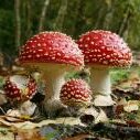 Agaric