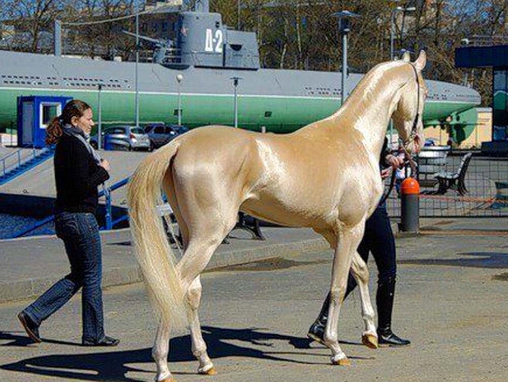 akhal_teke-6.jpg