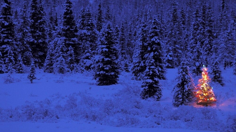 christmas_trees_garland_snow_forest_night_winter_new_year_celebration_41873_3840x2160.jpg