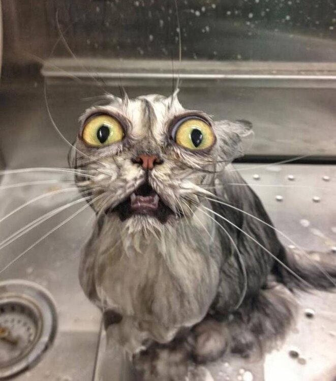 this-cat-looks-like-a-cartoon-of-a-wet-cat-came-to-life-freestyle-list-photo-u1.jpg